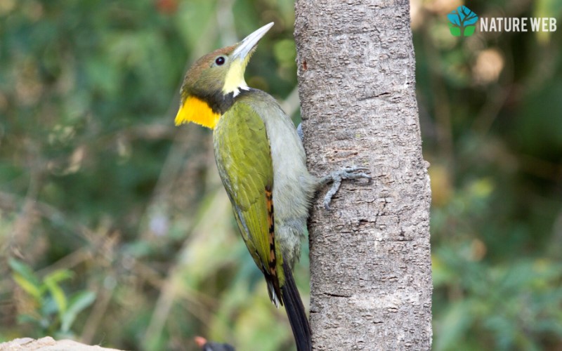 Tree-clinging Birds